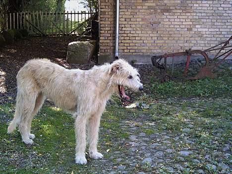 Irsk ulvehund Tumling - Tumling   7  år  og  Still  Going  Strong . billede 7