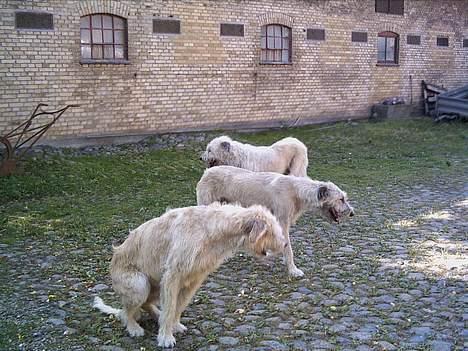 Irsk ulvehund Tumling - Tumling , Tara og  Candy  . billede 8