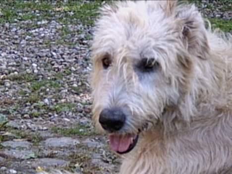 Irsk ulvehund Tumling -  Jeg  Tumling . billede 9