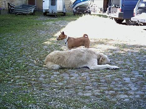 Irsk ulvehund Tumling - Matriarken  og  patriarken . Tumling  og  Aslan  , lige  gamle  og  gode  venner . billede 10