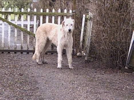 Irsk ulvehund Tumling - Dejlige  elskede  Tumling   billede 11