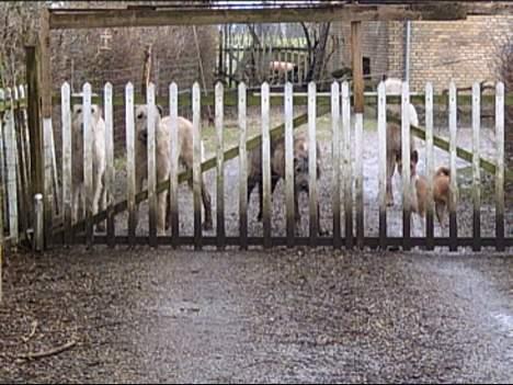 Irsk ulvehund Tumling - Ved  lågen   billede 12