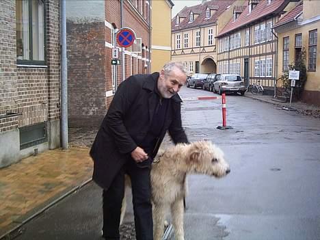 Irsk ulvehund Tumling - Tumling  og  Niels  Hausgård i Rudkøbing . billede 13