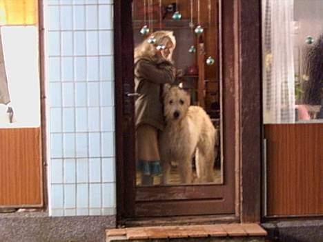 Irsk ulvehund Tumling - Tumling  er  med  i  ny  dansk  film  , HJEMVE  . billede 14