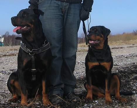 Rottweiler Kaiser RIP  - Nyt billede 16