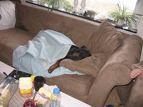 Rottweiler Kaiser RIP  - Nyt billede 17