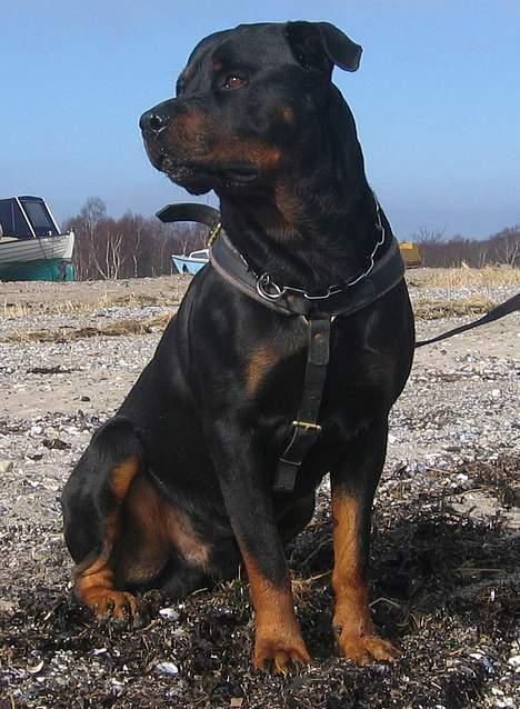 Rottweiler Kaiser RIP  - Nyt billede 18