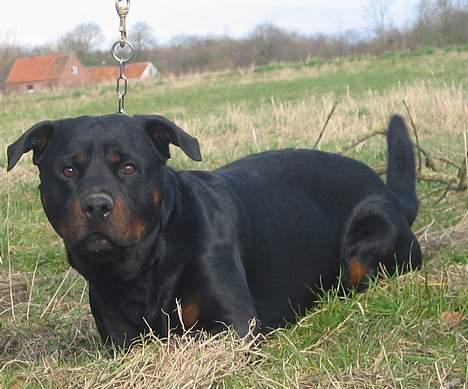 Rottweiler Kaiser RIP  - Nyt billede 19