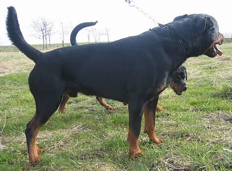 Rottweiler Kaiser RIP  - Nyt billede 20