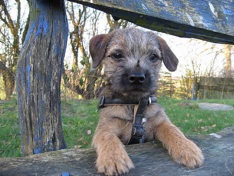 Border terrier Echo - 13 uger billede 12