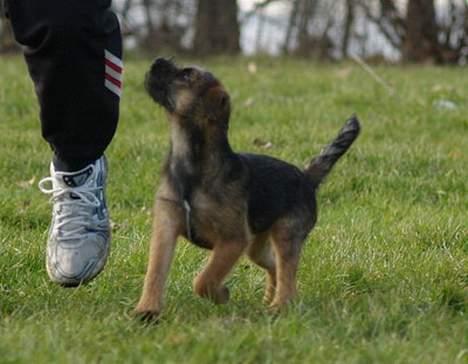 Border terrier Echo - Super opmærksom lille hund! billede 13