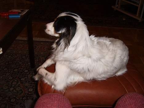 Blanding af racer Mollypigen - Undskyld, gider I lige?? billede 14