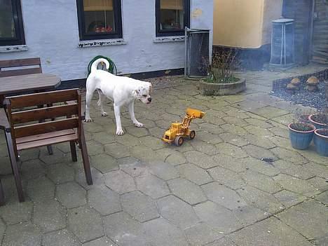 Amerikansk bulldog Fidel Castro  - weee sikken spændende maskine billede 7