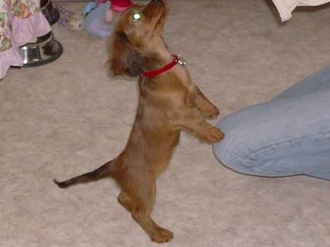 Blanding af racer molly billede 8