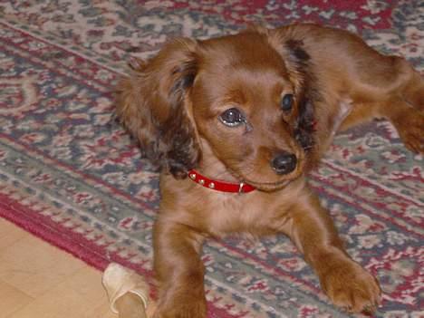 Blanding af racer molly billede 9