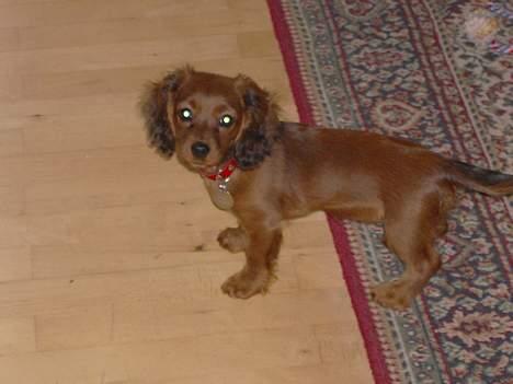 Blanding af racer molly billede 10