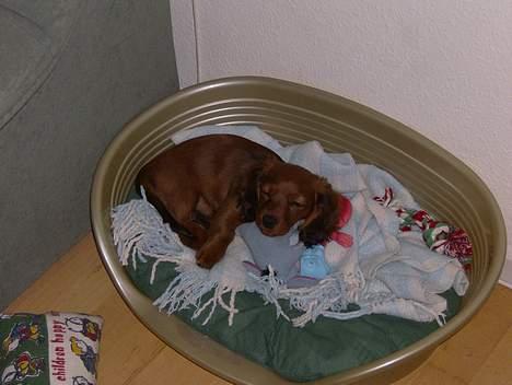 Blanding af racer molly billede 11