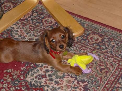 Blanding af racer molly billede 12