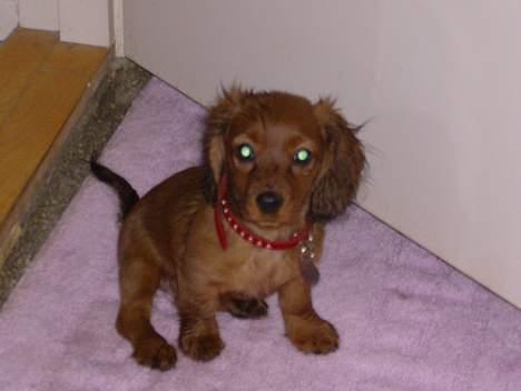 Blanding af racer molly billede 13