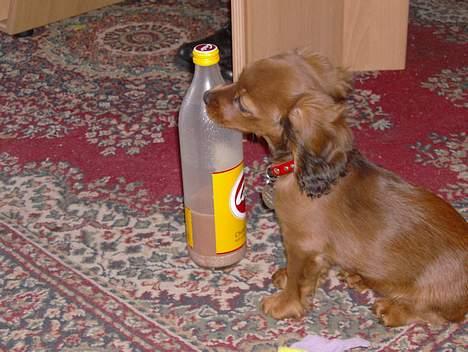 Blanding af racer molly billede 14