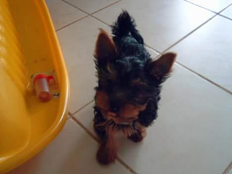 Yorkshire terrier Amigo  *RIP* - Se tre dage efter jeg kom hjem til min familie står mine ører ... moar siger jeg er sååå fin. billede 19