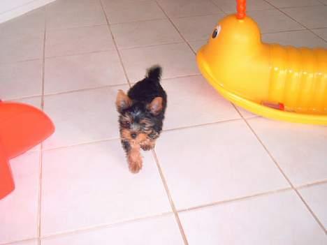 Yorkshire terrier Amigo  *RIP* - 10 uger og en charmetrold allerede...*ss* billede 20