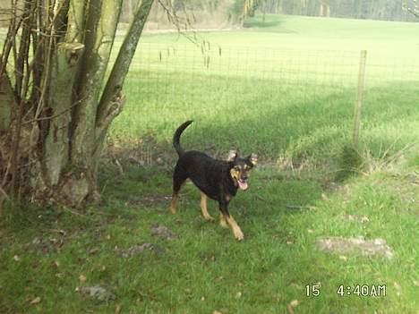 Blanding af racer Dina (r.i.p :-( ) billede 15