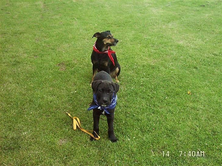 Blanding af racer Dina (r.i.p :-( ) billede 16