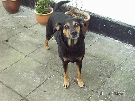 Blanding af racer Dina (r.i.p :-( ) - Super godt af hende. Model hund ;) Hehe billede 17