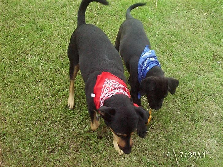 Blanding af racer Dina (r.i.p :-( ) - Dina og Cæsar billede 18