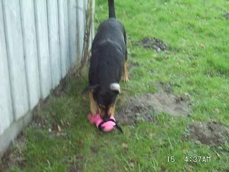 Blanding af racer Dina (r.i.p :-( ) billede 19