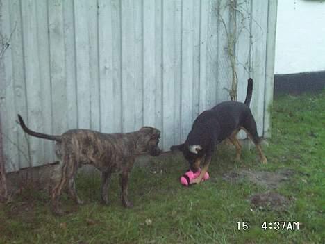 Blanding af racer Dina (r.i.p :-( ) - Gode venner billede 20