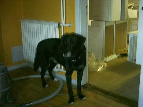 Blanding af racer Balou -aflivet(næsten 16) - Balou ser på vi laver nyt køkken billede 4