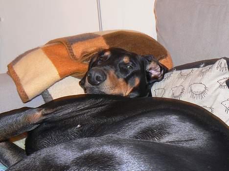 Dobermann Zeus billede 16