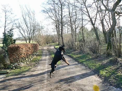 Dobermann Zeus - Hoii - jwg nåede ikke den tallerken billede 17