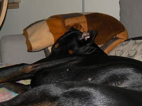 Dobermann Zeus billede 18