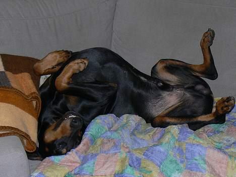 Dobermann Zeus billede 19