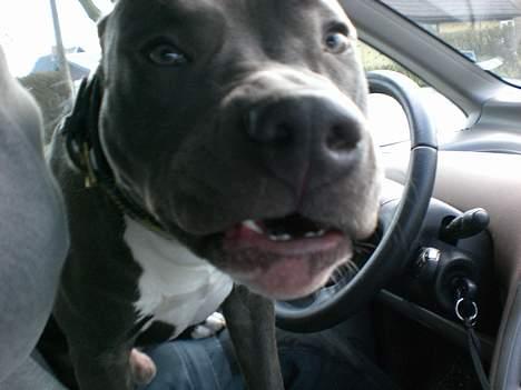 Amerikansk staffordshire terrier ALFA billede 6