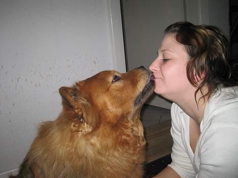 Chow chow Lazie (død 15/2-07) billede 19