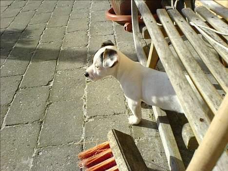 Jack russell terrier Selma :( død 28/7 10:( billede 8