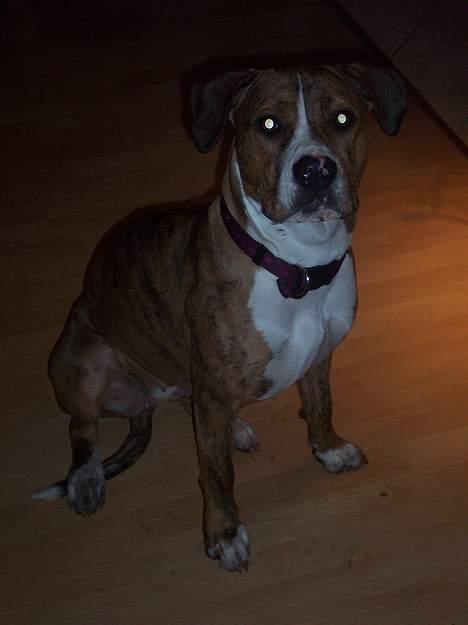 Amerikansk staffordshire terrier Tøzen billede 1