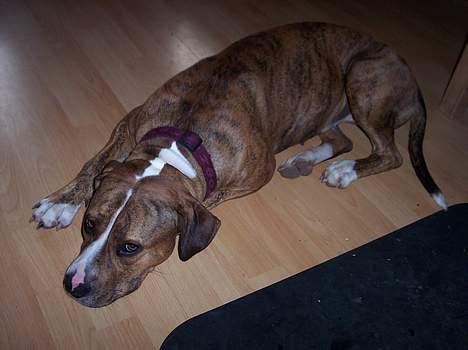 Amerikansk staffordshire terrier Tøzen billede 2