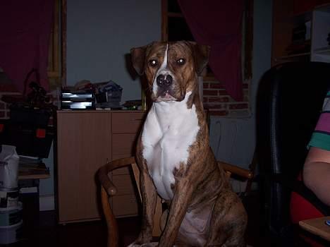 Amerikansk staffordshire terrier Tøzen - Her sidder jeg da bare fint.... billede 3