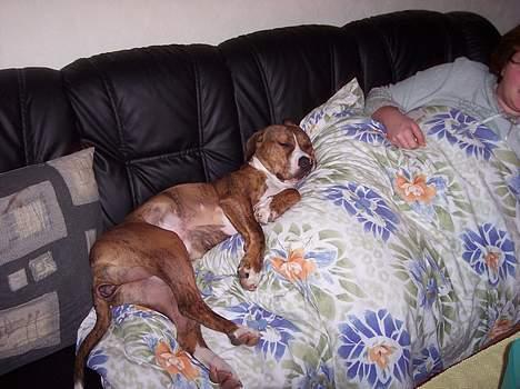 Amerikansk staffordshire terrier Tøzen - Man har jo os lov til at være doven.... billede 5