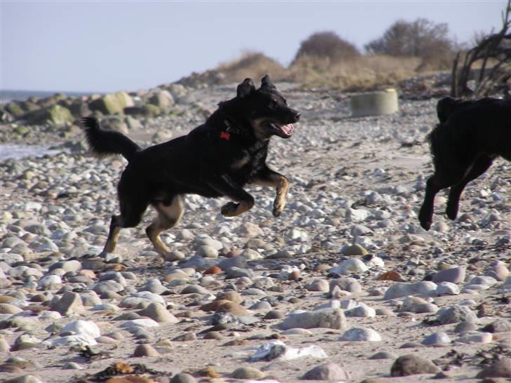 Blanding af racer Ninjo - 230208 billede 15