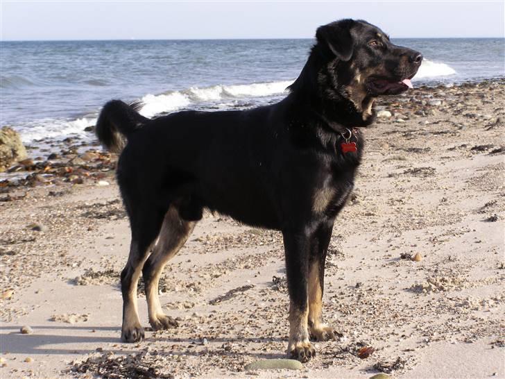 Blanding af racer Ninjo - 230208 billede 16