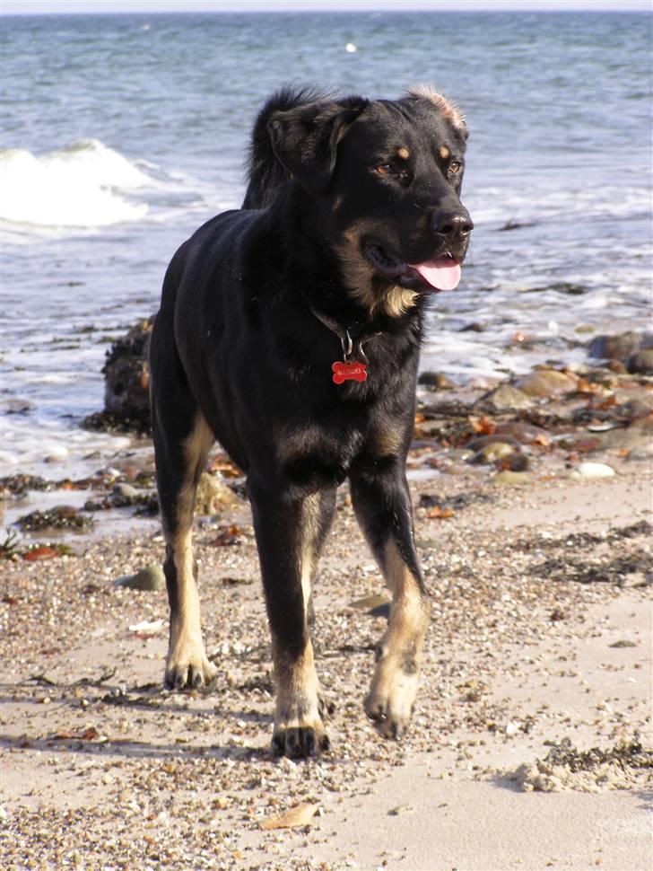 Blanding af racer Ninjo - 230208 billede 17