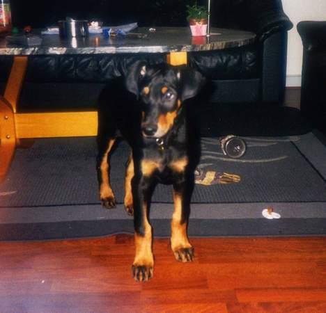 Dobermann Zeus billede 20