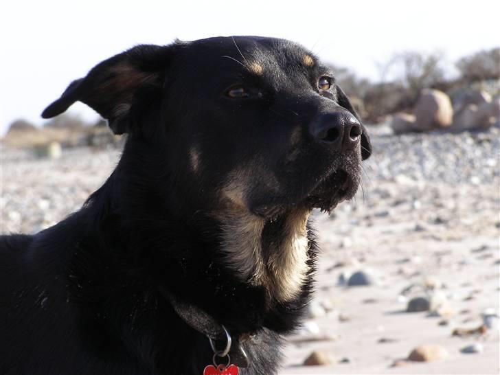 Blanding af racer Ninjo - 230208 billede 18