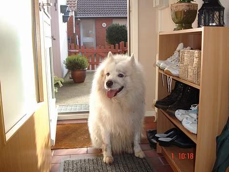 Samojedhund BAMSE. R.I.P (død 25/2 08 - ka´ jeg måske gøre for at græsset er vådt ? spørg bare... billede 15